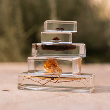 Load image into Gallery viewer, Our Earth life: Garden Bug Specimen Set