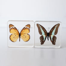 Load image into Gallery viewer, Our Earth life: Butterfly Specimen Set