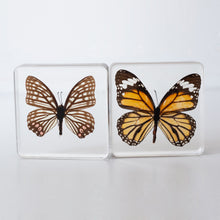 Load image into Gallery viewer, Our Earth life: Butterfly Specimen Set