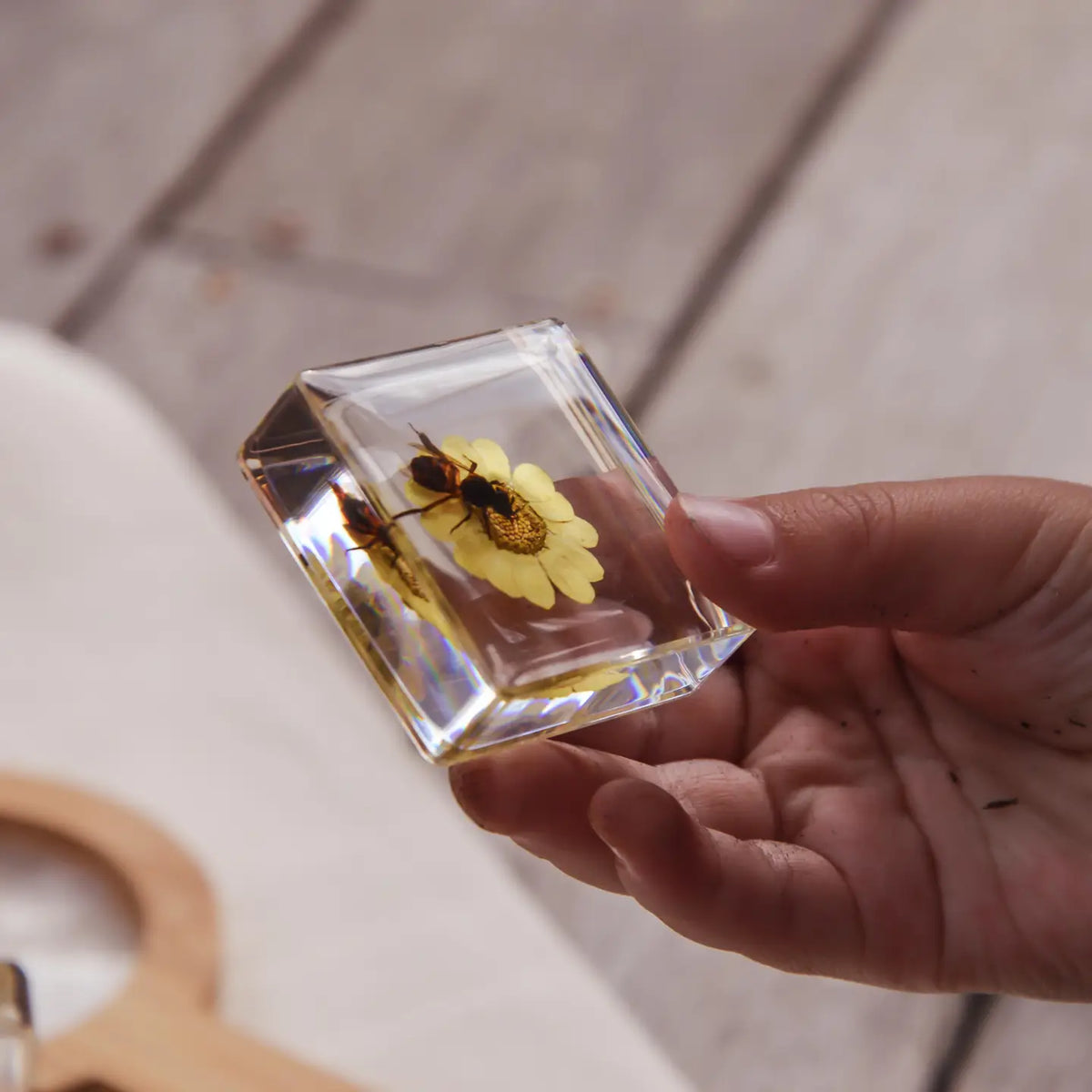 Our Earth life: Bee and Flower Specimen