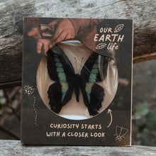 Load image into Gallery viewer, Butterfly in a clear case on a wooden surface with 'Our Earth Life' packaging.
