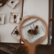Load image into Gallery viewer, Our Earth life: Creepy Crawlers Specimen Set