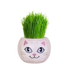 Load image into Gallery viewer, Grass Hair Kits - Adopt A Kitten (Assorted)