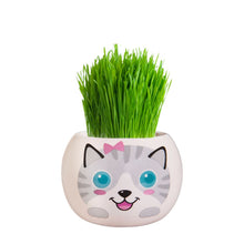 Load image into Gallery viewer, Grass Hair Kits - Adopt A Kitten (Assorted)