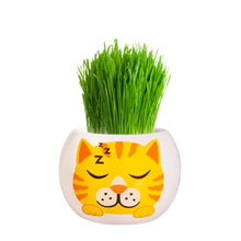 Load image into Gallery viewer, Grass Hair Kits - Adopt A Kitten (Assorted)