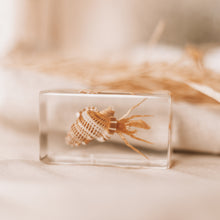 Load image into Gallery viewer, Our Earth life: Hermit Crab Specimen