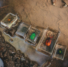 Load image into Gallery viewer, Our Earth life: Chafer Beetle Specimen Set