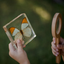 Load image into Gallery viewer, Our Earth life: Orange-tipped Butterfly Specimen
