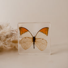 Load image into Gallery viewer, Our Earth life: Orange-tipped Butterfly Specimen