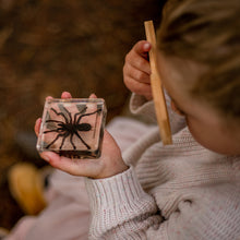 Load image into Gallery viewer, Our Earth life: Spider Specimen Set