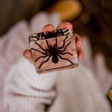 Load image into Gallery viewer, Our Earth life: Spider Specimen Set