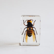 Load image into Gallery viewer, Our Earth life: Wasp Specimen