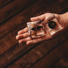 Load image into Gallery viewer, Hand holding two square glass containers with preserved insects on a wooden surface.