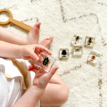 Load image into Gallery viewer, Child holding a transparent square with a beetle on a textured surface