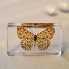 Load image into Gallery viewer, Our Earth life: Leopard Butterfly Specimen
