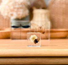 Load image into Gallery viewer, Our Earth life: Ladybird and Flower Specimen