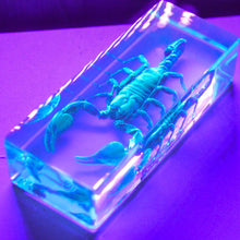 Load image into Gallery viewer, Our Earth life: Black Scorpion Specimen