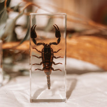 Load image into Gallery viewer, Our Earth life: Black Scorpion Specimen