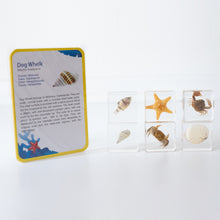 Load image into Gallery viewer, Our Earth life: Sea Searchers Specimen Set