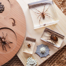 Load image into Gallery viewer, Our Earth life: Spider Specimen Set