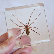 Load image into Gallery viewer, Our Earth life: Spider Specimen Set