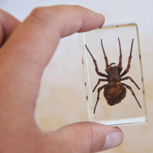 Load image into Gallery viewer, Our Earth life: Spider Specimen Set