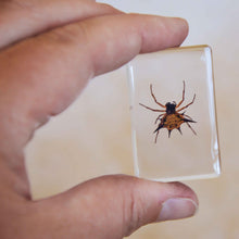 Load image into Gallery viewer, Our Earth life: Spider Specimen Set