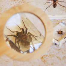 Load image into Gallery viewer, Our Earth life: Spider Specimen Set