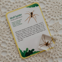 Load image into Gallery viewer, Our Earth life: Creepy Crawlers Specimen Set