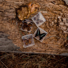 Load image into Gallery viewer, Our Earth life: Butterfly Specimen Set