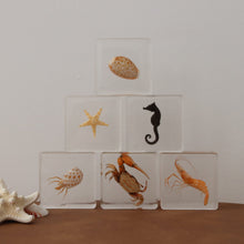 Load image into Gallery viewer, Our Earth life: Ocean Explorer Specimen Set