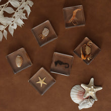 Load image into Gallery viewer, Our Earth life: Ocean Explorer Specimen Set