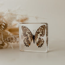 Load image into Gallery viewer, Our Earth life: Lime Butterfly Specimen