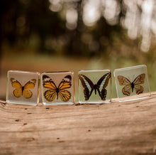 Load image into Gallery viewer, Our Earth life: Butterfly Specimen Set