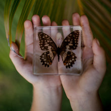 Load image into Gallery viewer, Our Earth life: Lime Butterfly Specimen