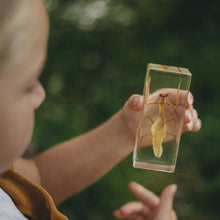 Load image into Gallery viewer, Our Earth life: Praying Mantis Specimen