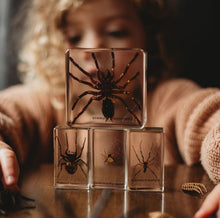 Load image into Gallery viewer, Our Earth life: Spider Specimen Set