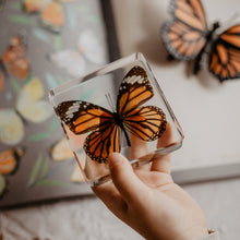 Load image into Gallery viewer, Our Earth life: Common Tiger Butterfly Specimen
