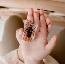 Load image into Gallery viewer, Our Earth life: Wasp Specimen