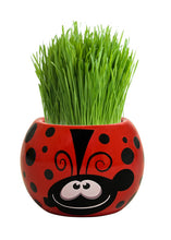 Load image into Gallery viewer, Grass Hair Kits (Assorted)