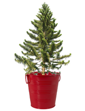 Load image into Gallery viewer, Christmas Tree Grow Kit (Pine)