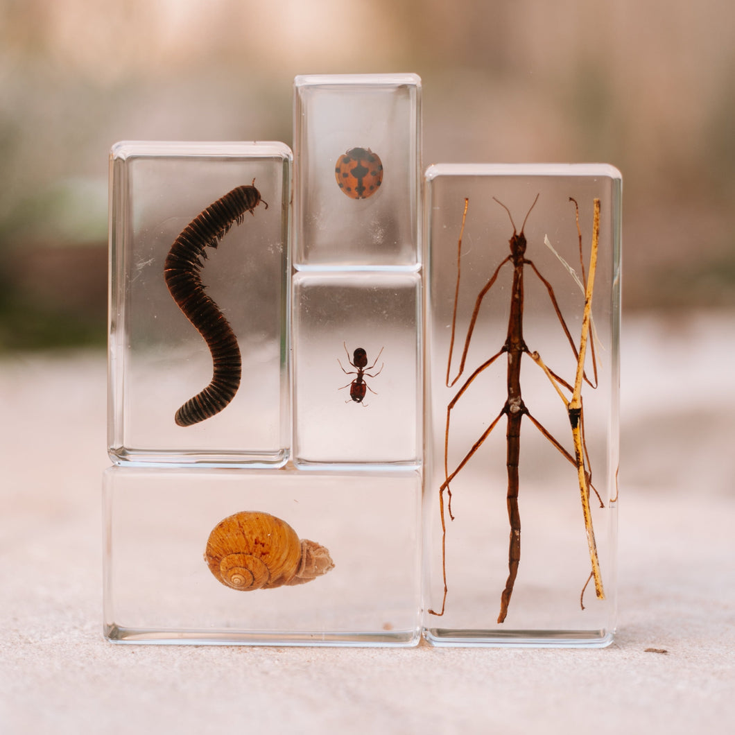 Our Earth life: Garden Bug Specimen Set