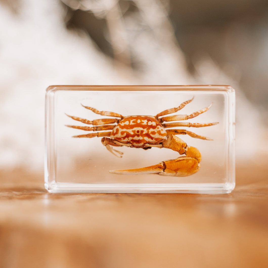 Our Earth life: Fiddler Crab Specimen