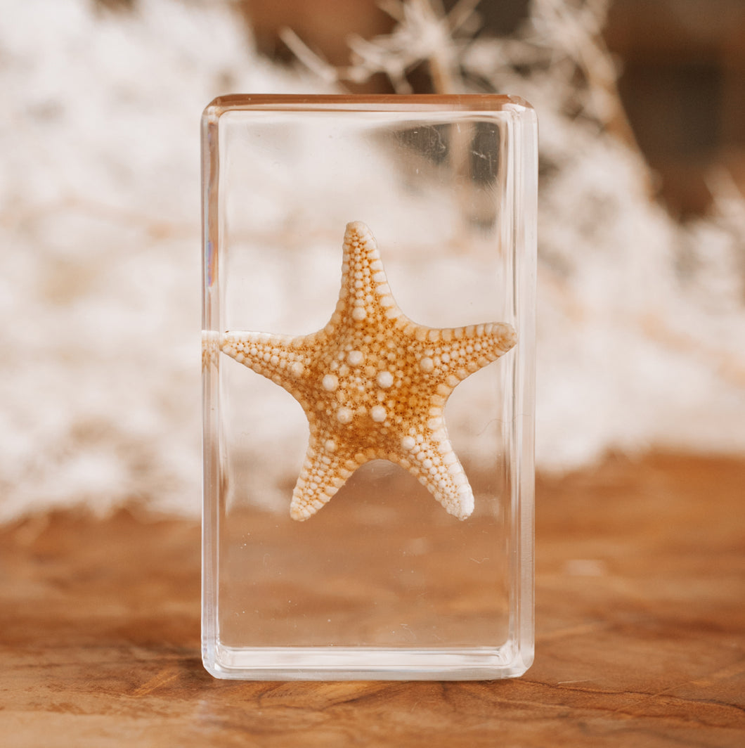 Our Earth life: Starfish Specimen