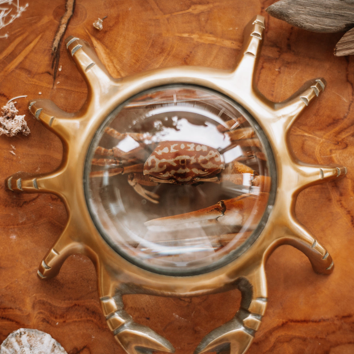 Our Earth life: Fiddler Crab Specimen