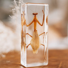 Load image into Gallery viewer, Our Earth life: Praying Mantis Specimen
