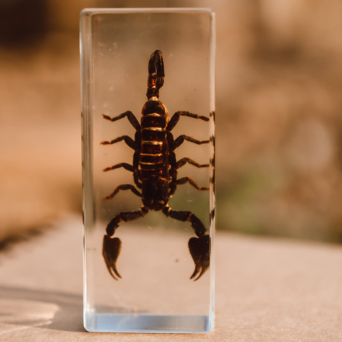 Our Earth life: Black Scorpion Specimen