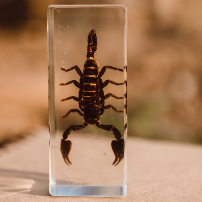 Our Earth life: Black Scorpion Specimen