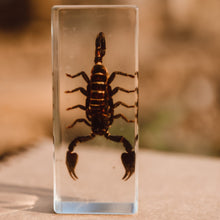 Load image into Gallery viewer, Our Earth life: Black Scorpion Specimen
