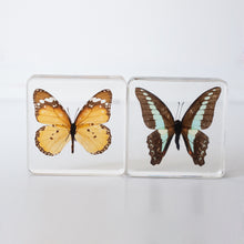 Load image into Gallery viewer, Our Earth life: Butterfly Specimen Set
